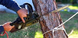 Best Tree and Shrub Care  in Olive Hill, KY