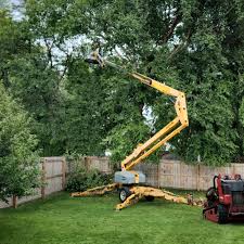 Best Tree Health Inspection  in Olive Hill, KY