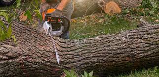 Best Commercial Tree Services  in Olive Hill, KY