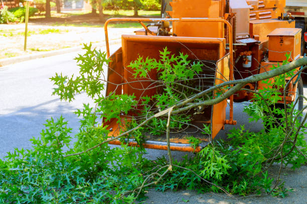 Best Palm Tree Trimming  in Olive Hill, KY