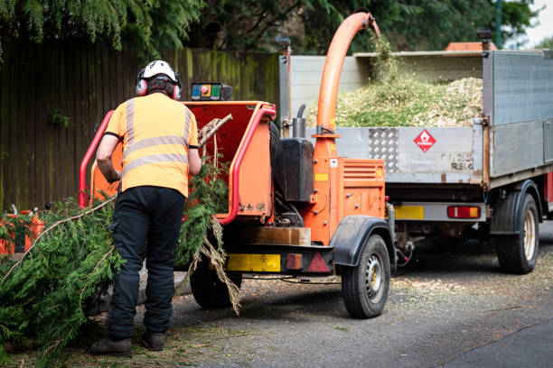 Best Tree Preservation Services  in Olive Hill, KY