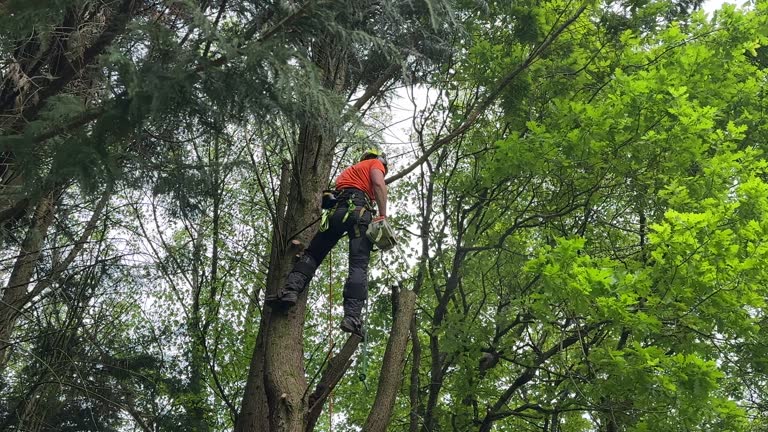 Best Leaf Removal  in Olive Hill, KY