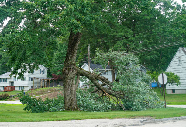 Best Tree Trimming and Pruning  in Olive Hill, KY