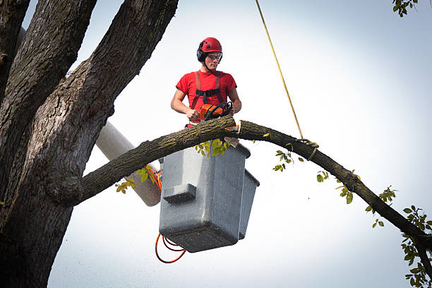 Best Emergency Tree Removal  in Olive Hill, KY